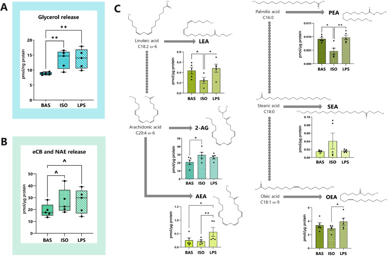 Lipolysis intensity and eCB abundance are modulated by canonical and inflammatory lipolysis pathways in dairy cows’ adipocytes. A Glycerol release (pmol/ng protein) by bovine adipocytes following 7 h of canonical (ISO, 1 µmol/L), and inflammatory (LPS, 1 µg/mL), and basal (BAS) lipolysis. B Total abundance of the endocannabinoids (eCBs), 2-arachidonylglycerol (2-AG) and N-arachidonoylethanolamide (AEA), and the N-acylethanolamines (NAEs), linolenoyl ethanolamide (LEA), oleoyl ethanolamide (OEA), stearoyl ethanolamide (SEA), and palmitoyl ethanolamide (PEA), released by adipocytes into the media following lipolytic challenge. Values reported in pmol/µg protein. C The influence of canonical and inflammatory lipolysis pathway activation on the release of 2-AG, AEA, LEA, OEA, PEA, and SEA by adipocytes into media. 2-AG is represented in teal and NAEs are shown in green. Values reported in pmol/µg protein. Asterisks indicate differences between groups (P < 0.1^, < 0.05*, < 0.01**) as determined by ANOVA and Tukey’s HSD; each dot represents an individual datapoint and error bars, SEM. n = 5