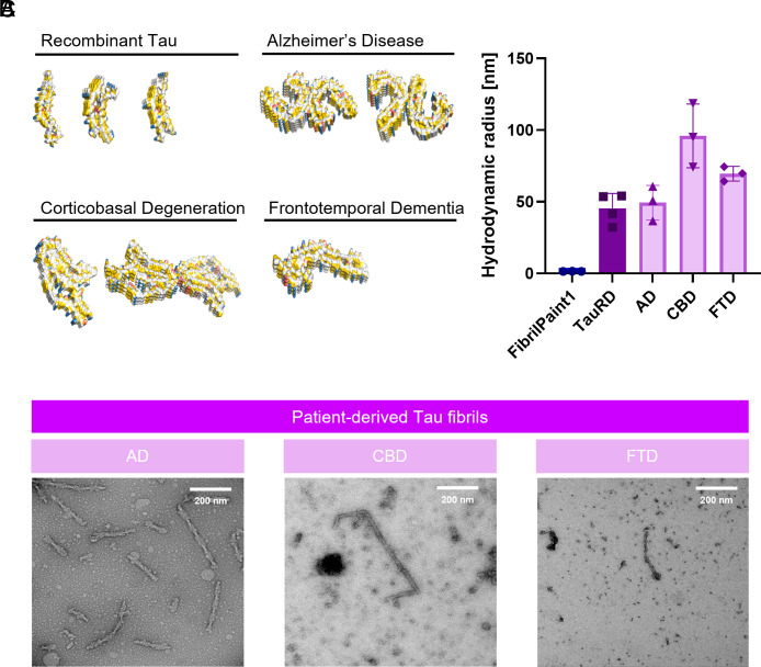 Size assessment of patient-derived material from various tauopathies. (A) Structural representation of the Tau fibrils of different tauopathies and recombinant Tau fibrils for comparison. The images were generated in PyMol software based on the coordinates of the cryo-EM structures. Functional groups are colored according the YRB script. PDB codes: AD paired helical filament, 5O3L; AD straight filament, 5O3T; FTD narrow filament, 6GX5; CBD type I 6TJO; CBD type II 6VH7; Snake recombinant Tau, 6QJH; twister recombinant Tau, 6QJM; Jagged recombinant Tau 6QJP [Colors in YRB: yellow; negative charge, red; positive charge, blue (53)]. (B) Hydrodynamic radius of fibrils extracted from patients diagnosed with Alzheimer’s diseases (AD), frontotemporal dementia (FTD), and corticobasal degeneration (CBD), measured with FibrilPaint1. (FibrilPaint1 only, blue; TauRD fibrils, dark purple; fibrils retrieved from patients, light purple). (C) Representative TEM images of patient-derived Tau fibrils from AD, CBD, and FTD (FLTR). White Scale bar in the Upper Right corners correspond to 200 nm.
