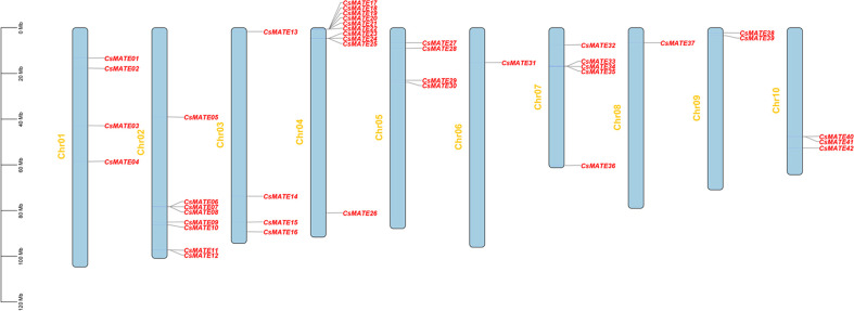 Distribution of CsMATEs on chromosomes of C. sativa. The y-axis indicates the length of chromosome in megabase (Mb).