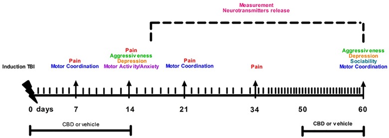 Timeline of mTBI induction, treatments and behavioral and biochemical characterization.