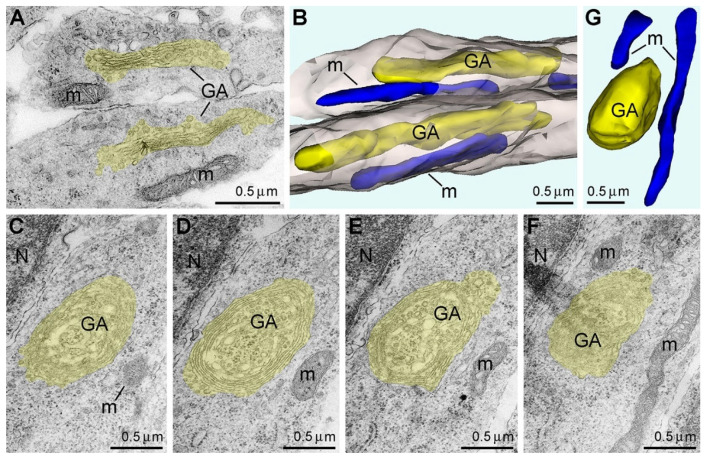 Electron micrographs and 3D reconstructions of Golgi apparatus (GA) and mitochondria from mouse embryo cerebrum fixed immediately after decapitation (A,B) and after 1 h of anoxia (C–G). GA including cisternae and vesicles are shown as yellow in the electron micrographs (A,C–F) and the 3D images (B,G). Mitochondria (m) are depicted as blue in the 3D images. Two adjacent neuronal processes are displayed as semi- transparent grey in the 3D image (B). In the control brain, both analyzed GA show normal stacks of cisternae and elongated configuration. Serial micrographs (C–F) and 3D reconstruction (G) demonstrate spherical onion-like shape of GA after 1 h of anoxia. Abbreviation: N, cell nucleus. Modified from [33]. (License CC BY).