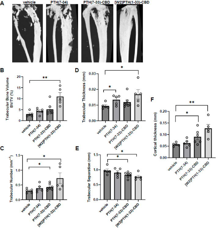 PTH antagonists targeting bone reduce bone loss induced by breast cancer cells. (A), Representative micro-CT images of tibia 10 weeks post-administration using a Bruker SkyScan 1172 ex vivo micro-CT scanner (n = 4–7/group). Proximal tibial bone architectural analysis by micro-CT scan and quantification (B), trabecular bone volume fraction (C), trabecular number (D), trabecular thickness (E), trabecular separation (F) cortical bone thickness (n = 4–7/group). * p < 0.05; ** p < 0.01 compared to vehicle.