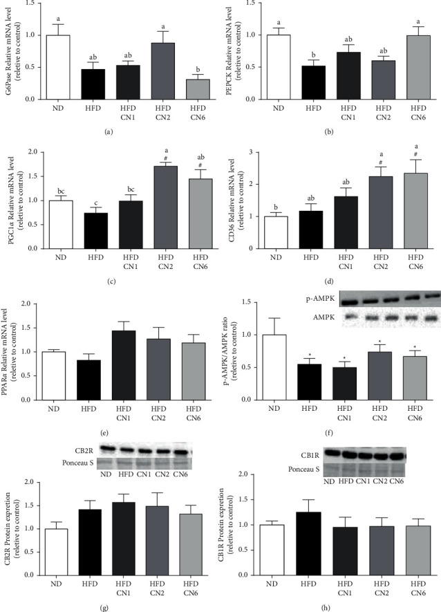 Effect on gluconeogenesis, energy homeostasis, lipid metabolism, and endocannabinoid receptors in the liver. Male C57BL/6 J mice fed high-fat diet supplemented with CN1 or CN2 or CN6 extracts 5 mg/kg BW for 8 weeks. (a) G6pase mRNA levels. (b) PEPCK mRNA levels. (c) CD36 mRNA levels. (d) PGC-1α mRNA levels. (e) PPARα mRNA levels. (f) p-AMPK/AMPK protein levels. (g) CB2 receptor protein expression. (h) CB1 receptor protein expression. All values are expressed as mean ± SEM (n = 6–8). Columns marked with ∗ are different from ND (p < 0.05). Columns marked with different letters are significantly different (p < 0.05).