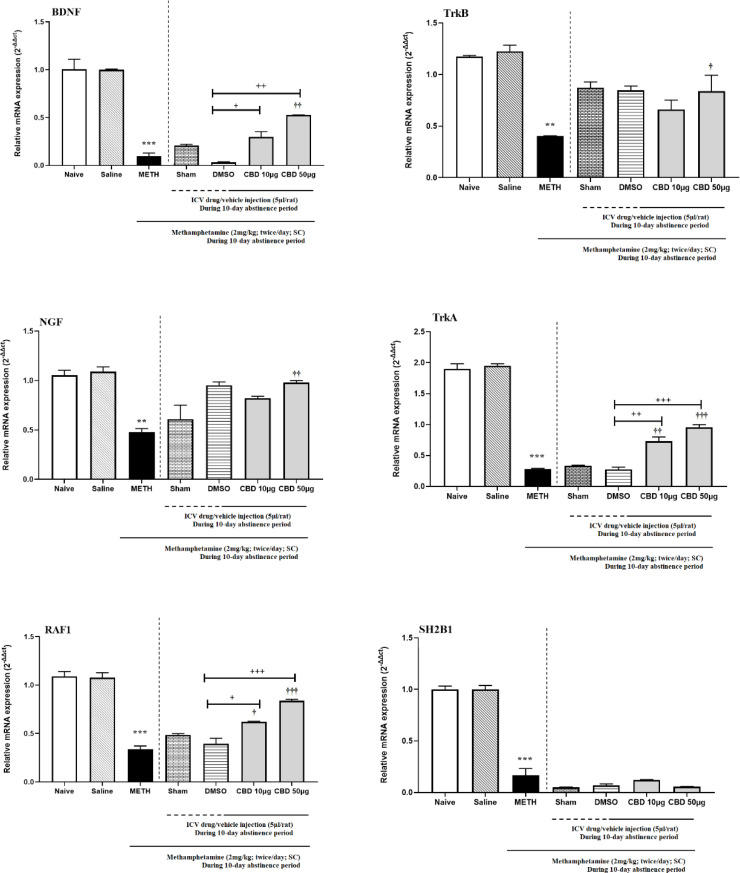 Effects of intracerebroventricular administration of cannabidiol on neurotrophic signaling pathway at mrna level during abstinence periodQuantitative polymerase chain reaction data analysis of A: BDNF, B: TrkB, C: NGF, D: TrkA, E: RAF1, and F: SH2B1 in the hippocampus of the control, saline, METH, Sham, DMSO, and CBD (10,50μg/kg) groups. The data are described as the Mean±SEM. n=6 rats and the differences between groups were established by the analysis of variance and the Tukey test.** P<0.01 and *** P<0.001 different from the control group.† P<0.05, †† P<0.01, and ††† P<0.001 different from the METH group.+ P<0.05, ++ P<0.01, and +++ P<0.001 different from the DMSO group.