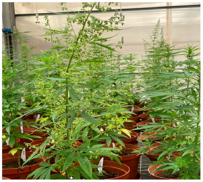 Cannabis plants at the flowering stage grown in the greenhouse (Nemadodzi L.E., February 2024).