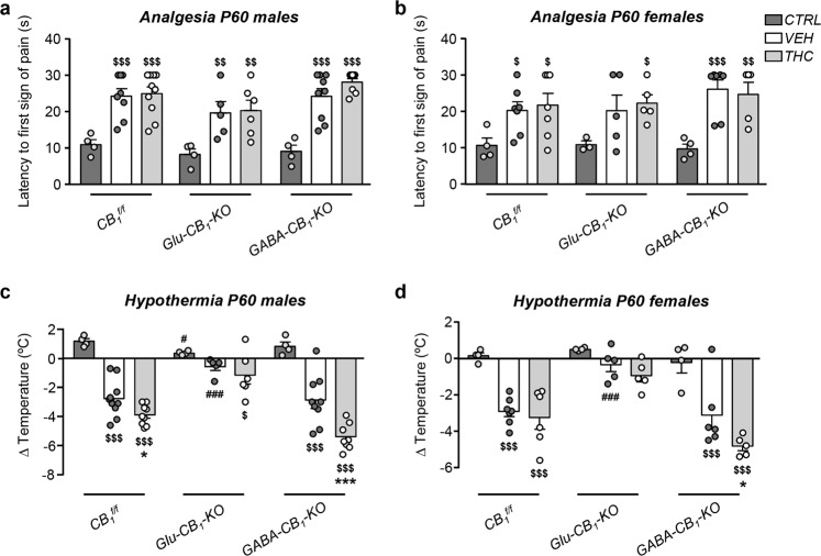 THC-induced actions that depend on principal neurons are not sex-dependent.a, b THC-induced analgesia was analyzed in vehicle- and THC-treated Glu-CB1-KO, GABA-CB1-KO, and CB1f/f P60 male and female mice. c, d THC-induced hypothermia was analyzed in the same animal groups. n = 3–14 animals per group. *p < 0.05 vs. corresponding vehicle; ***p < 0.001 vs. corresponding vehicle; #p < 0.05 vs. CB1f/f vehicle group; ###p < 0.001 vs. CB1f/f vehicle group; $p < 0.05 vs. control group within each genotype; $$p < 0.01 vs. control group within each genotype; $$$p < 0.001 vs. control group within each genotype.