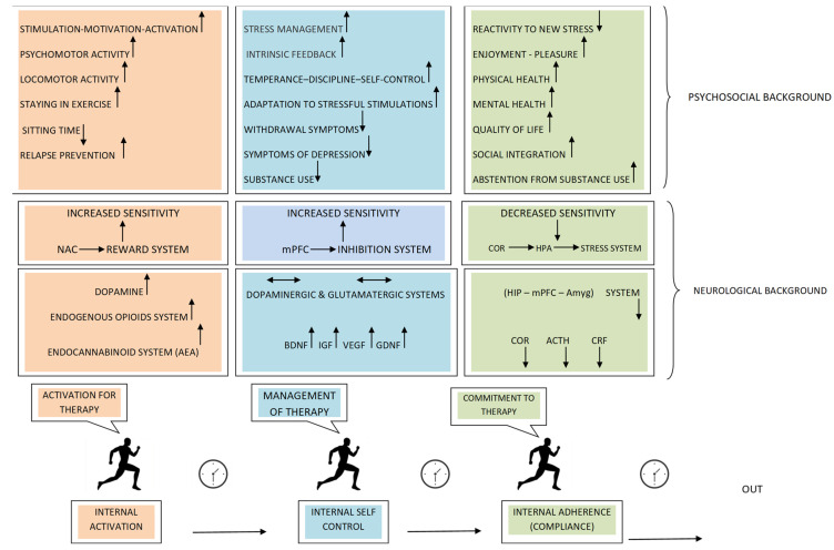 Physical exercise has beneficial effects on both the biological and psychosocial underpinnings of addiction, acting initially as a factor of internal activation and management and eventually as a factor of commitment and adherence to therapy. This approach suggests a sequential (temporal) consolidation of the functions of exercise in favor of gradual disengagement from addiction. The sequence of events follows the pattern of Internal activation—Self-regulation—Commitment, eventually resulting in the modification of molecular and behavioral aspects of opioid addiction. Physical exercise has the following effects: no change/balance, upregulation, and downregulation.