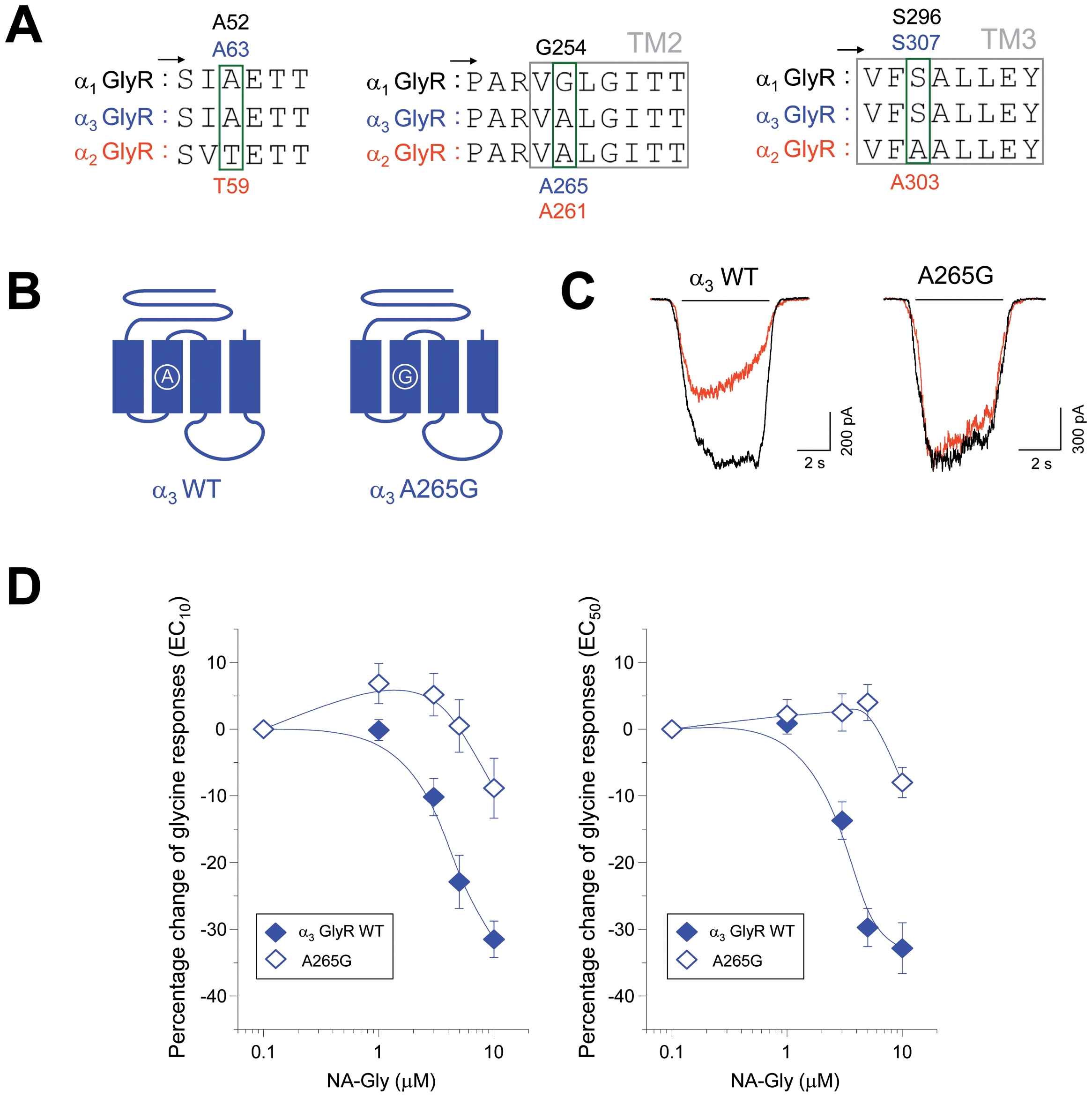 The negative allosteric effects of NA-Gly on α3 GlyRs were attenuated but not reverted by altering the TM2 domain composition.(A) Primary sequence alignment of α1, α2 and α3 GlyR subunits in selected extracellular loop 2, TM2 and TM3 segments (B) Schematic depiction of wild type and point mutated α3 GlyRs. (C) Examples of current traces through wild-type and point-mutated α3 GlyRs in absence (black) or presence of NA-Gly (10 µM, red) (D) Concentration-response curves for NA-Gly in wild-type and TM2-mutated α3 GlyRs using two different glycine concentrations. Note that this specific mutation A265G in α3 GlyRs significantly attenuated the NA-Gly-induced inhibition, but did not convert the inhibition into potentiation