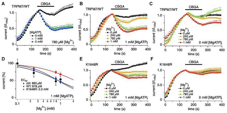 Cannabigerolic acid (CBGA) inhibits TRPM7 currents in an Mg⋅ATP- and Mg2+-dependent manner. (A) The effect of Mg⋅ATP on suppression of TRPM7/WT currents by CBGA. The internal solution contained 780 µm intracellular free Mg2+ and additionally Mg·ATP concentrations of 0 m m (n = 6), 1 m m (n = 6), and 2 m m (n = 6). A 5 µm CBGA was applied from 140 to 260 s (bar). The data points were normalized to the time point before CBGA application (140 s). (B) The effect of free intracellular Mg2+ on the inhibition of TRPM7/WT currents by CBGA. The internal solution contained 1 m m Mg⋅ATP and additionally free Mg2+ concentrations of 0 µm (n = 7), 240 µm (n = 6), 780 µm (n = 6), and 1 m m (n = 7). A 5 µm CBGA was applied from 140 to 260 s (bar). (C) Same experimental protocol as in (B) but the internal solution contained 0 m m Mg⋅ATP and additionally free Mg2+ concentrations of 0 µm (n = 4), 240 µm (n = 6), 780 µm (n = 6), and 1 m m (n = 7). A 5 µm CBGA was applied from 140 to 260 s (bar). (D) Concentration-response curves of free Mg2+ on TRPM7/WT currents without CBGA (EC50 = 883 ± 251 µm), on TRPM7/WT exposed to 5 µm CBGA in WT (EC50 = 878 ± 96 µm), and on TRPM7/K1648R mutant (red; EC50 = 2.2 ± 0.7 m m). Data points for the curves were obtained from the normalized currents in panels (B) and (E) at 260 s and at 140 s for WT control without CBGA. (E) The effect of free intracellular Mg2+ on the inhibition of K1648R currents by CBGA. The internal solution contained 1 m m Mg⋅ATP and additionally free Mg2+ concentrations of 0 µm (n = 5), 240 µm (n = 7), 780 µm (n = 7), and 1 m m (n = 6). A 5 µm CBGA was applied from 140 to 260 s (bar). (F) Same experimental protocol as in (E) but the internal solution contained 0 m m Mg⋅ATP and additionally free Mg2+ concentrations of 0 µm (n = 5), 240 µm (n = 6), 780 µm (n = 6), and 1 m m (n = 7). A 5 µm CBGA was applied from 140 to 260 s (bar).
