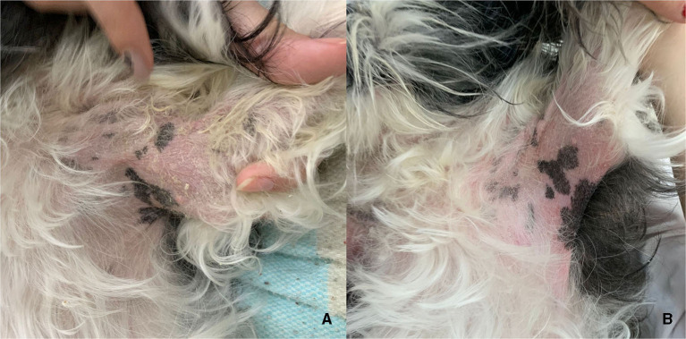 Axilla of a dog from the group treated with CBD-rich cannabis oil, before (A) and after (B) 60 days of treatment. Notice the reduction of erythema and absence of scaling in (B).