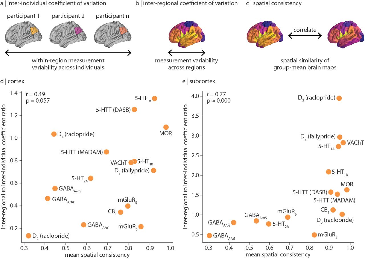 Comparing inter-regional and inter-individual variation of receptor/transporter densityA schematic illustrating three perspectives of variability: (a) inter-individual coefficient of variation quantifies within-region measurement variability across participants; (b) inter-regional coefficient of variation quantifies variability of group-averaged measurements across brain regions; and (c) spatial consistency quantifies the similarity of group-averaged measurements of the same receptor/transporter. For (d) cortex and (e) subcortex, regional-to-population coefficient of variation ratio (y-axis) is defined as the inter-regional coefficient of variation (dashed purple line in Fig. 3) normalized by the mean inter-individual coefficient of variation (mean of orange bars in Fig. 3). Values above 1 represent receptors/transporters that vary more across regions than across individuals, and vice versa for values below 1. Note that y-axis limits are different in panels (d) and (e). Next, mean spatial consistency is defined as the mean pairwise spatial Spearman’s correlation of group-average tracer images of the same receptor/transporter (x-axis). Tracers used for each out-of-sample comparison are detailed in Table S1. Note that GABAA images map different subunits of the GABAA receptor—these receptor subtypes demonstrate unique expression profiles, resulting in lower spatial consistency [61].