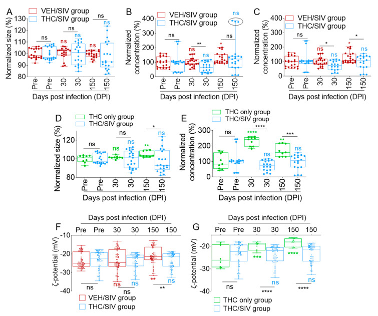 The effects of SIV infection and THC treatment of SIV-infected RMs on the physical properties of BEVs: (A) adjusted BEV size comparison between VEH/SIV and THC/SIV groups. (B) Adjusted BEV concentration comparison between the VEH/SIV and THC/SIV groups. (C) Adjusted BEV concentration comparison between the VEH/SIV and THC/SIV groups without the outlier THC/SIV RMs at 150 DPI (circle in B). (D) Adjusted BEV size comparison between the THC/SIV and THC only groups. (E) Adjusted BEV concentration comparison between the THC/SIV and THC only groups. (F) BEV ζ potential comparison between the VEH/SIV and THC/SIV groups. (G) BEV ζ potential comparison between the THC/SIV and THC only groups. For adjustments, the 30 and 150 DPI data were normalized according to respective pre-SIV data. Ordinary one-way ANOVA (Brown–Forsythe and Bartlett tests, with Sidak’s multiple comparisons test) was used to determine the statistical significance within the group. Binary Student’s t tests (Welch’s correction) were used to determine significant differences between groups for each of the time points in each group. **** p < 0.001, *** p < 0.005, ** p < 0.01, * p < 0.05, and ns = non-significant.