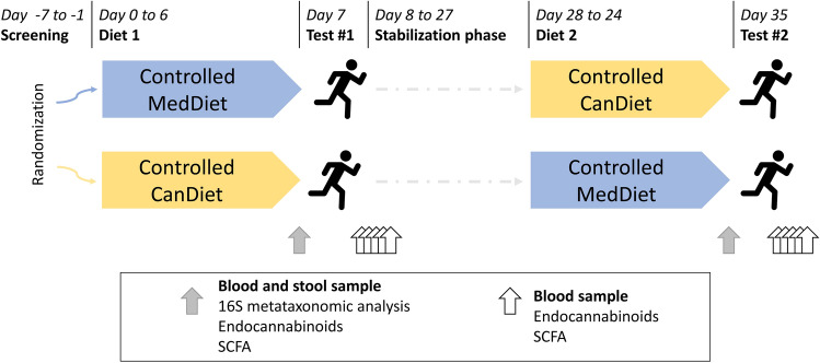 Schematic representation of the randomized crossover format of the study and the process from the start to the end including the periods of restricted diet, aerobic tests, samples taken and analyses performed.