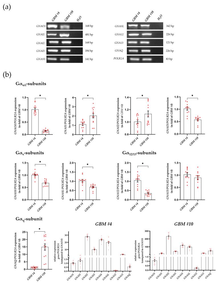 Detection and quantification of genes encoding different Gα subunits at transcript level. Expression of GNAO1, GNAI1, GNAI2, GNAI3, GNASS, GNASL, GNA12, GNA13, and GNAQ were analyzed by quantitative RT-PCR in untreated cells of GBM #4 and GBM #10. All cells expressed the examined Gα-subunits as transcripts (a) at different levels (b). RNA polymerase II subunit A (POLR2A) served as an internal reference. Furthermore, relative transcript levels were calculated using the 2−∆∆Ct method (b). Remarkably, GBM #4 showed a significantly higher amount of Gαo transcripts than GBM #10, whereas Gαq showed significantly higher expression by GBM #10 when compared to GBM #4. The abundance and distribution of gene transcripts encoding different subunits within one cell population were similar in GBM #4 and GBM #10. Altered ratios to others were observed for GNAOI in GBM #4 and GNAQ in GBM #10. Data represent means ± SEMs (normalized to GBM #4 or GNAOI) of N = 4 independent experiments performed in triplicate. Each red dot represents an individual data point. Significance was set at p < 0.05. The asterisk denotes significant results regarding the respective measurement indicated by the bar.