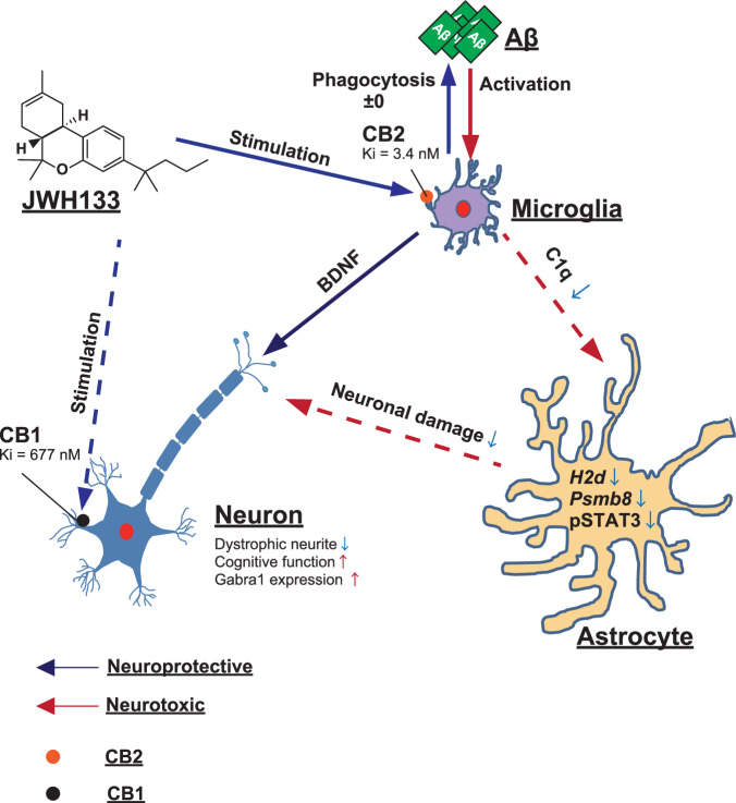 Schematic illustration of the role of microglial CB2 in ameliorating cognitive decline by regulating neuroinflammation in AD mice.JWH 133 binds to CB2 with greater affinity than CB1 and acts as a potent CB2 selective agonist. Stimulation of microglial CB2 reduces the release of C1q, which an inducer of reactive astrocytes, and induces the release of BDNF from microglia. Regulated astrocytic activation ameliorates cognitive dysfunction in AppNL-G-F/NL-G-F mice by protecting neuronal functions.