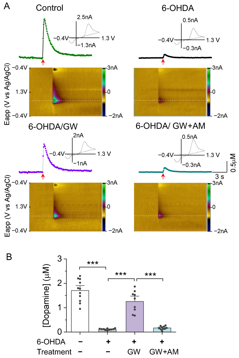GW protected against 6OHDAinduced loss of evoked dopamine release in the NAc in vitro. (A) Concentration trace (top) and color plot (bottom) for dopamine release triggered by electrical stimulation of the NAc shell in slices from mice in the control and treatment groups. (B) Summarized data indicate that there was a significant decrease in evoked dopamine release in the 6-OHDA group relative to the control (*** p < 0.001; n = 10–11 slices from 3–4 mice). Chronic treatment with GW reduced 6-OHDA-induced loss of evoked dopamine release (*** p < 0.001; n = 9–10 slices from 3–3 mice), which was blocked by AM (*** p < 0.001; n = 9–10 slices from 3–3 mice).