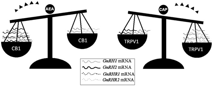 Differential expression of GnRH system components after in vitro incubation of frog testis collected in post-reproductive periods with AEA or capsaicin (CAP), a selective agonist of TRPV1 receptor. Since intracellular AEA also bind TRPV1, the involvement of AEA in the modulation of testicular GnRH signaling may occur via the selective activation of different eCB receptors.