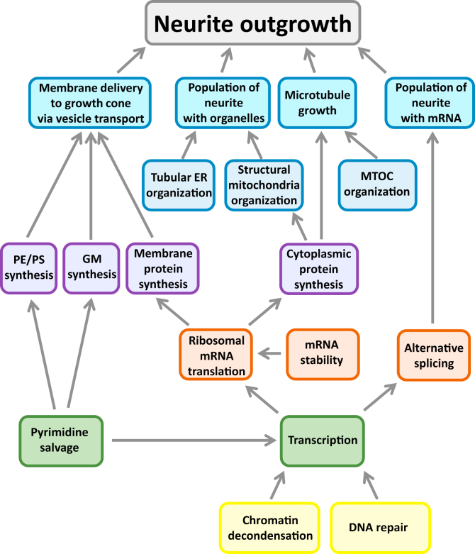 Neurite outgrowth depends on deep and distributed regulation. Multiple SCPs interact with each other to enable NOG. The SCPs describe subcellular functions that can either be directly associated with neurite shaft and neurite scaffold growth, for example, ‘Membrane lipid delivery to the growth cone’ and ‘Microtubule growth’, or describe deeper more basal subcellular functions, for example, ‘Pyrimidine salvage’. The network proposes SCP interactions that constitute the deep and distributed regulation of NOG. NOG, neurite outgrowth; SCP, subcellular process.