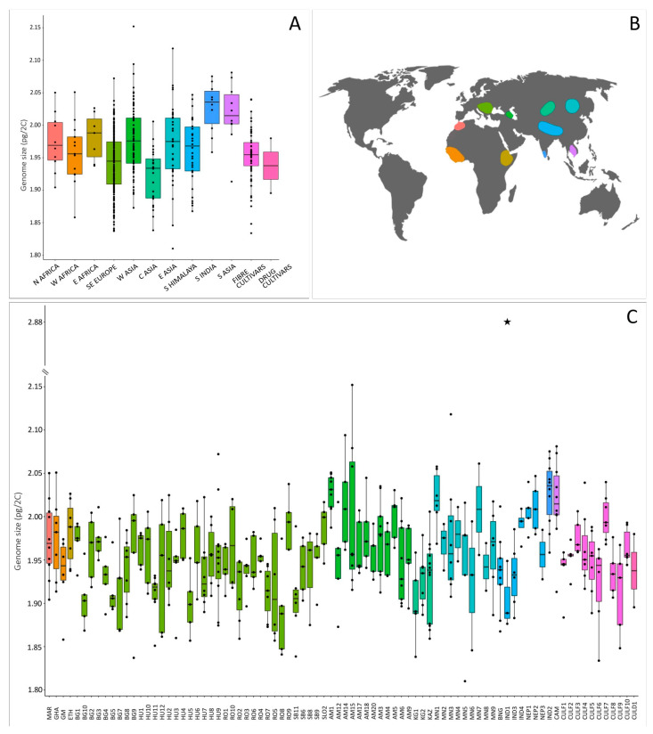 (A) Boxplots showing the distribution of genome size in diploid Cannabis individuals in different distribution areas. (B) Map of the areas of origin of the sampled accessions. (C) Boxplots showing the distribution of genome size in Cannabis individuals per accessions (the star indicates the genome size of the triploid individual found in the accession IND1—North India).