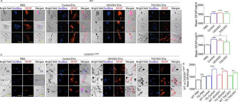 BG-EVs elevate Glial Fibrillary Acidic Protein (GFAP) levels: 10,000 primary mouse astrocytes per well were seeded in a glass-bottom 96 well plate 24-h prior to experiment. Cells were treated with vehicle PBS or with 100 µg/mL pooled BG-EVs (n = 4, 25 µg/pool from each group) for 24 h, in triplicate wells and 9 field of views. Cells were then fixed, immuno-stained for GFAP, and imaged using an automated scope (Lionheart FX, Biotek). A, C Representative 10 × images for A WT and C CX3CR1 + GFP + astrocytes. Scale bar = 50 µm. B, D Mean fluorescence intensity (MFI) of GFAP calculated using single-cell analysis for B WT and D CX3CR1 + GFP + astrocytes. Ordinary one-way ANOVA multiple comparison test (Dunnett’s test) was used to assess statistical differences in B and D. *p < 0.05; ***p < 0.001; ****p < 0.0001. Error bars represent S.E.M. of 600–1000 cells per treatment. E Graph depicting genotype-dependent differential response to the treatments between WT and CX3CR1 + GFP + astrocytes. Unpaired T test with Welch’s correction was used to assess statistical differences. **p < 0.01; ***p < 0.001; ****p < 0.0001. Error bars represent S.E.M. of 600–1000 cells per treatment
