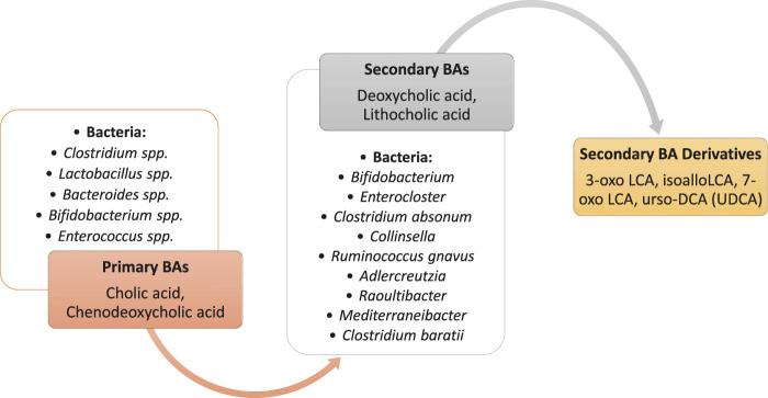 Flowchart illustrating the transformation of primary bile acids, cholic acid and chenodeoxycholic acid, by bacteria including Clostridium, Lactobacillus, Bacteroides, Bifidobacterium, and Enterococcus into secondary bile acids, deoxycholic acid and lithocholic acid, with further conversions by additional bacteria into secondary bile acid derivatives such as 3-oxo LCA, isoalloLCA, 7-oxo LCA, and urso-DCA (UDCA).