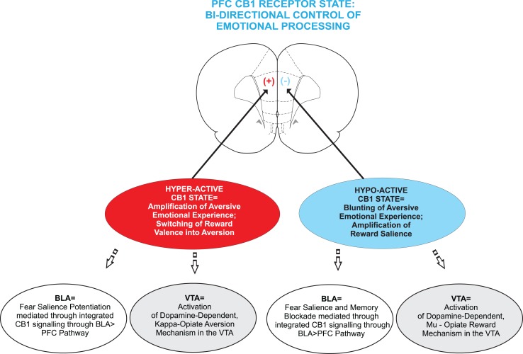 Schematic summary of the effects of hyperactive vs. hypoactive CB1 receptor states in the mammalian PFC. While a state of CB1 hyperactivity is linked to an amplification in emotional salience, particularly in terms of increased sensitivity to fear-related stimuli in rats and increased paranoid psychosis in human subjects. CB1 receptor overstimulation also switches normally rewarding stimuli into aversive effects, mediated through down-stream signaling of KOR receptor substrates in the VTA. In contrast, a state of CB1 hypoactivity is linked to the blunting of emotional salience, a blockade of fear-related memory formation. In contrast, CB1 receptor blockade potentiates the reward salience of opiate-related cues, via the activation of a MOR receptor substrate in the VTA.