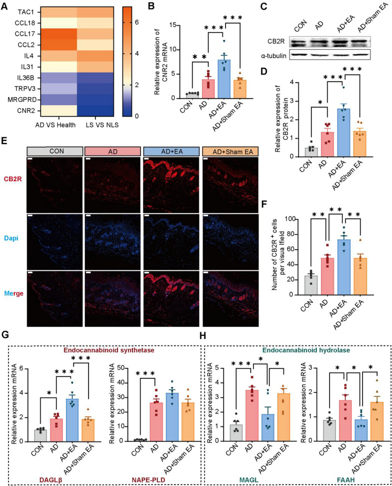 EA further promotes the expression of CB2R and modulates endocannabinoid metabolism in AD skin lesions. A Comparative gene expression fold changes (FC) are illustrated on a color scale, with blue indicates underexpression (FC < 2) and yellow indicates overexpression (FC > 2). The comparisons are shown for AD patients’ lesional skin compared to healthy human skin (left panel), and within AD patients between lesional skin (LS) and non-lesional skin (NLS) (right panel). B Expression levels of CNR2 mRNA were determined using RT-qPCR, normalization to GAPDH. C Representative WB diagram for CB2R. D Quantitative analysis of CB2R expression, normalized to α-tubulin. E Immunofluorescence images of skin lesions demonstrate the presence of CB2R (red), while nuclei of the cells were stained using DAPI (blue). Scale bars = 100 μm. F Summary data illustrate the quantity of CB2R+ cells located in the dermis of skin lesions. G-H Expression levels of endocannabinoid metabolism-related enzymes, including DAGLβ, NAPE-PLD, MAGL and FAAH mRNA, were assessed via RT-qPCR, normalized to GAPDH. All data are shown as mean ± S.E.M (n = 6 per group). Analysis was performed using one-way ANOVA complemented by Tukey's post hoc test for multiple comparisons, *p < 0.05, **p < 0.01, ***p < 0.001