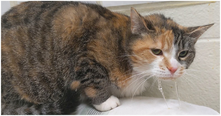 Cat demonstrating hypersalivation immediately following administration of a single 5 mg CBD/kg bw oral dose of 1:20 THC:CBD CHE formulation.