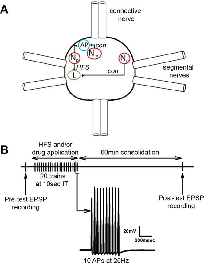 (A) Circuit diagram of neurons recorded in this study. A single body ganglion (1 of 21) is shown. Each ganglion has two pairs of segmental nerves that project to the periphery and a connective nerve that links each ganglion to its anterior and posterior neighbors. All of the neurons shown are actually bilateral pairs, but the contralateral cells for all but the NP have been omitted in this figure for the sake of clarity. In all LTP experiments, HFS was delivered to the lateral N cell (also known as the polymodal N or Np). To test synapse specificity of LTP between bilateral pairs of Np cells, changes in synaptic transmission was compared between the ipsilateral N and the contralateral N signaling onto the L motor neuron. To test synapse specificity of LTP between ipsilateral pairs of N cells, changes in synaptic transmission was compared between the lateral NP and the medial N (also known as the mechanical N cell or Nm) signaling onto the AP neuron. (B) Experimental protocol. Following a pre-test of the N cell EPSP, HFS was applied (see Methods) followed by a 60 min consolidation period and then a post-test measurement of the same N cell synapse.