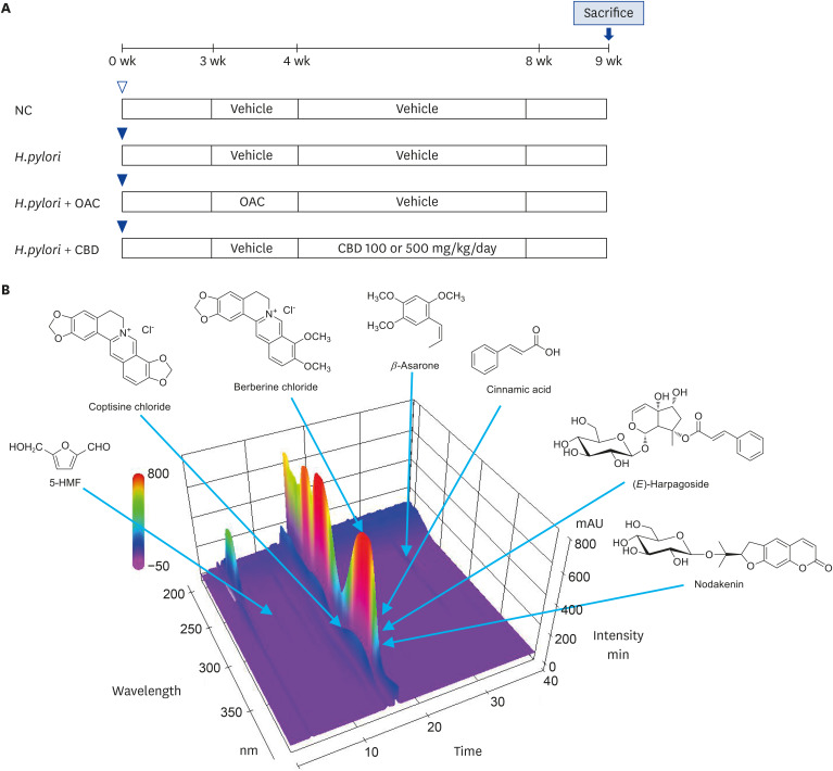 Animal experiment and 3D chromatogram. (A) Experimental protocol for development of H. pylori-infected murine model. Mice received intragastric inoculations of H. pylori SS1 (1 × 109 CFU/mouse; arrow heads) or vehicle (empty arrow head) 3 times at 2 day intervals and treatment with CBD (100 or 500 mg/kg) or OAC. (B) 3D chromatogram of CBD obtained using HPLC–PDA.3D, three-dimensional; CBD, Cheonwangbosim-dan; CFU, colony-forming unit; NC, normal control; OAC, omeprazole (400 μmol/kg), amoxicillin (28.6 mg/kg), and clarithromycin (14.3 mg/kg); HPLC–PDA, high-performance liquid chromatography photo-diode array; 5-HMF, 5-(hydroxymethyl)-2-furaldehyde.