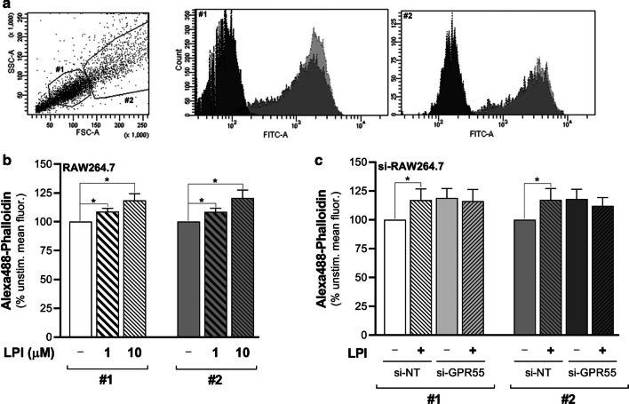 LPI induces actin cytoskeleton remodelling through endogenous GPR55 in RAW264.7 cells. a FACS analysis dot plot of RAW264.7 cells (left) shows two main cell sub-populations (#1, #2) with different intrinsic features in both cell size and granularity, which were separately gated. Fluorescence distributions of #1 and #2 (right). Black, unstained cells; dark/light grey, unstimulated/LPI-stimulated phalloidin-stained RAW264.7 cells. b Phalloidin-stained wild-type RAW264.7 cells stimulated without or with 1 µM or 10 µM soybean LPI. Changes in mean fluorescences of the #1 and #2 cell sub-populations were recorded by FACS analysis. Data are mean fluorescences as percentages of unstimulated cell fluorescence, as means ± SE of at least five independent experiments. c Phalloidin-stained si-NT-interfered or si-GPR55-interfered RAW264.7 cells stimulated without and with 10 µM soybean LPI. Changes in mean fluorescences of the #1 and #2 cell sub-populations were recorded by FACS analysis. Data are mean fluorescences as percentages of unstimulated-si-NT-cell fluorescence, as means ± SE of five independent experiments. *p < 0.05 (Student’s t-tests)