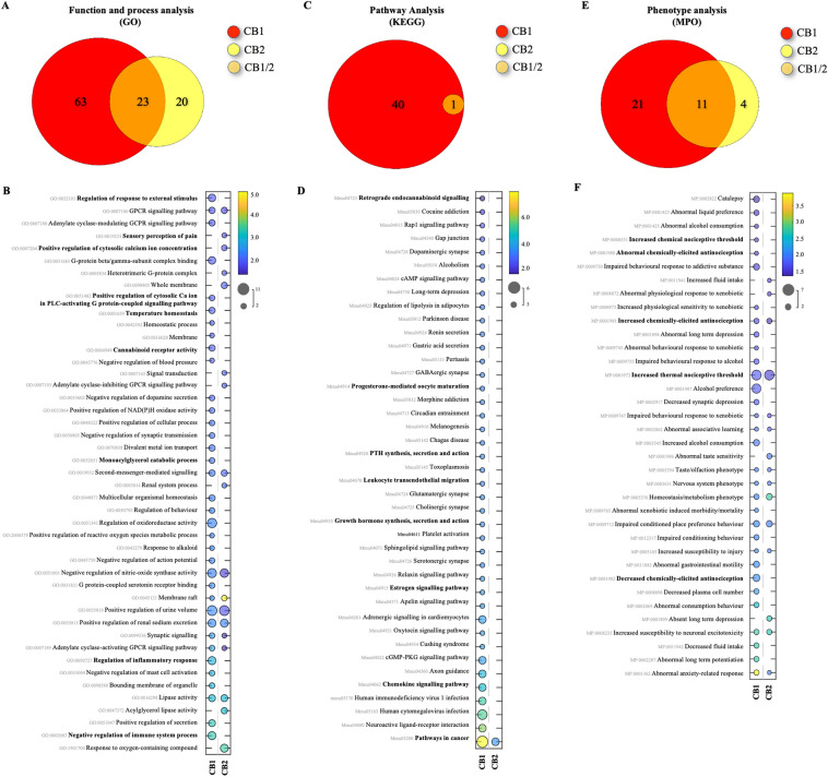 KEGG, GO and MPO enrichment analyses in mice. (A,C,E) Venn diagrams of enriched pathways or processes number of predicted associated genes of CNR1/2 (PAGs). PAGs are represented by different colours, and the numbers in the circles (and overlapping area) represent the number of uniquely enriched or shared pathways or processes. (B,D,F) Bubble charts of significantly enriched pathways, processes, functions, and diseases. The vertical axis represents the KEGG (B), GO (D) and MPO (F) pathway classification, and abscissa represents enrichment score, size of spots indicates the number of matchings, and circle colour represents the value of − log10 (False Discovery Rate, FDR). Only the top 45 gene functions with the highest enrichment were drawn in each plot. Permission has been obtained for using KEGG pathway database (Kanehisa Laboratories, www.kegg.jp/kegg/kegg1.html).