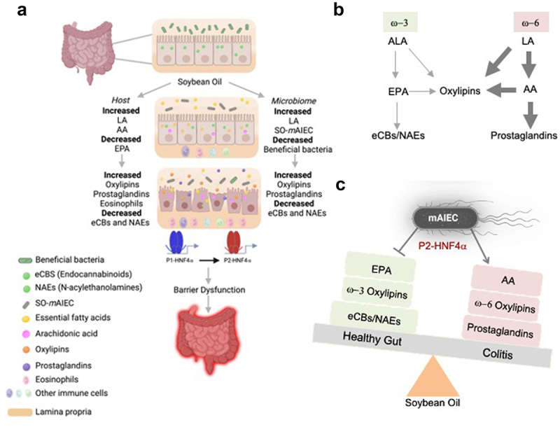 Proposed model by which a soybean oil-based HFD increases susceptibility to colitis.