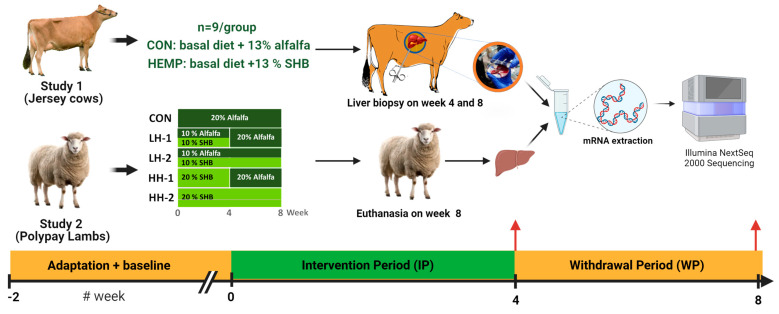 Overview of the experimental design of lactating Jersey cows and finishing Polypay lambs in the spent hemp biomass feeding studies.