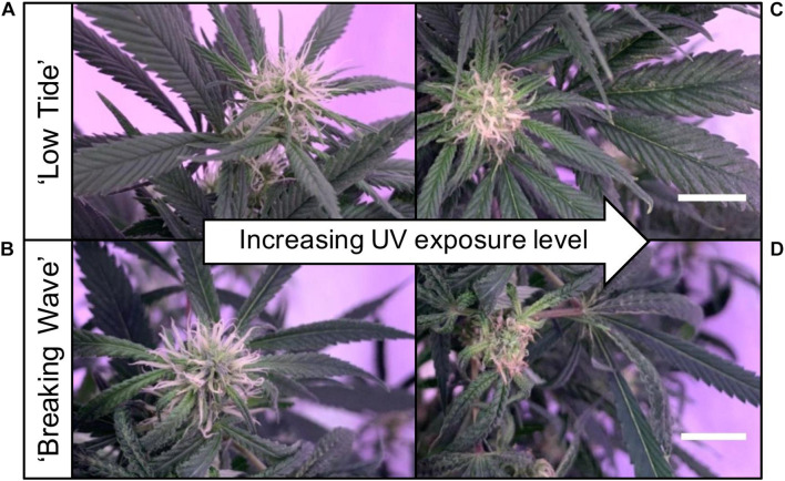 Images of stigmas of representative (A) ‘Low Tide’ (LT) and (B) ‘Breaking Wave’ (BW) Cannabis sativa plants grown under minimum UV exposure levels and (C) LT and (D) BW under maximum UV exposure levels, in week 3 after the initiation of the UV treatments. The white scale bar at the lower right of (C) applies to (A), and at the lower right of (D) applies to (B). Both scale bars are 1.0 cm.