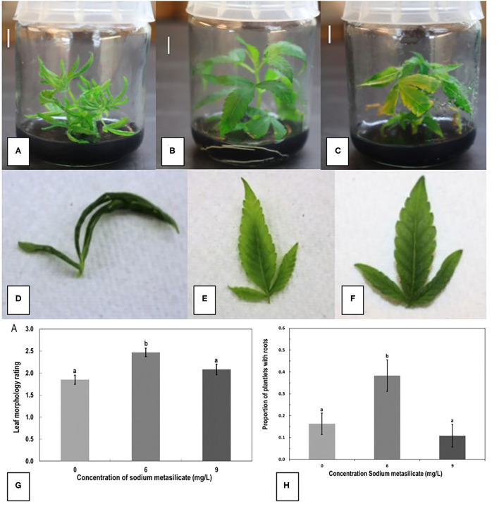 The effect of sodium metasilicate at 0 (A), 6 (B), and 9 (C) mg/L in the MM on shoot growth of genotype MBD from nodal segments. Optimal growth and rooting can be seen on 6 mg/L. (D–F) Leaf morphology rating scale applied to plantlets during growth in tissue culture as an indication of plantlet health. (D) A rating of 1 shows thin curled leaves, light green in color. (E) A rating of 2 shows leaves light green in color with some curling. (F) A rating of 3 shows dark green, flat leaves with serrated margins. (G) Average leaf morphology rating after 4 weeks of growth on MM with added sodium metasilicate. (H) Proportion of plantlets that developed roots on MM supplemented with sodium metasilicate at 6 mg/L was significantly different to the proportion of roots that developed from plantlets on MM, MM + sodium metasilicate 9 mg/L, and MMC. Bars followed by different letters indicate significant differences.