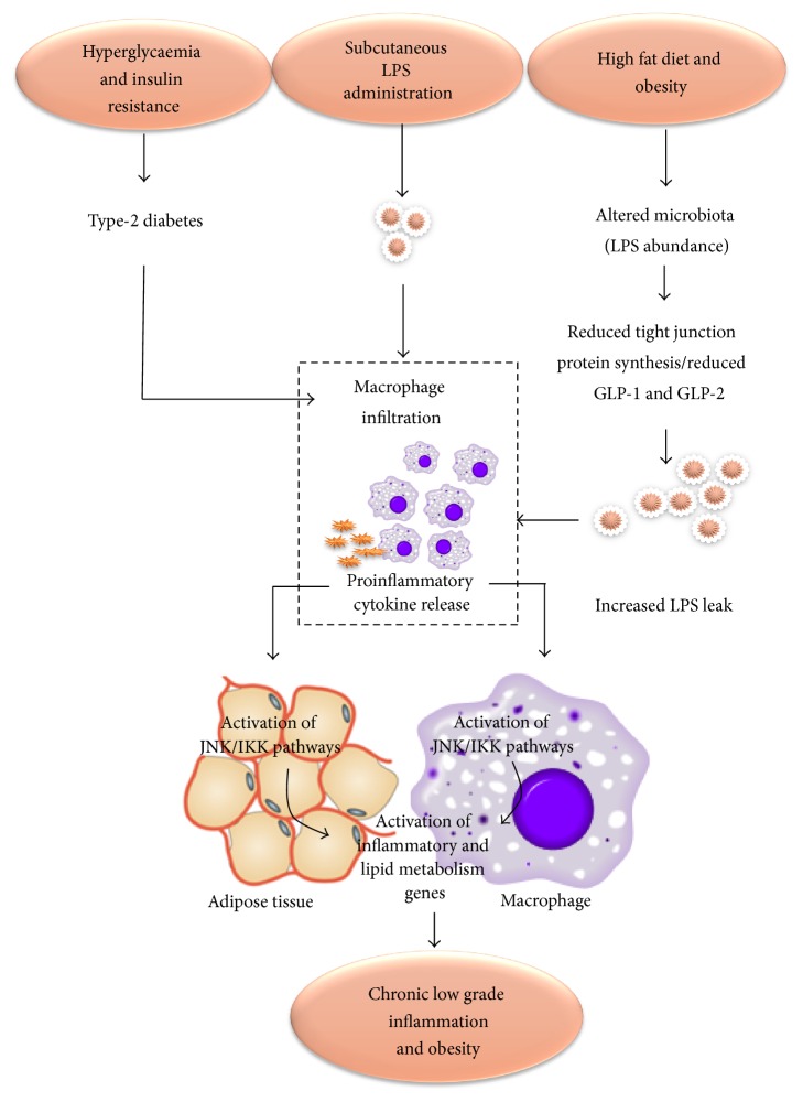 Proposed model for the role of LPS in generating inflammation and its relationship with obesity. Concept adapted from [9–12]. Altered mucosal barrier function due to reduced expression of glucagon like peptides 1 and 2 (GLP-1 and GLP-2) leads to altered mucosal function and reduced synthesis of tight junction proteins, Zonula Occludin-1 and Zonula Occludin-2 (ZO-1, ZO-2), increasing gut permeability. This allows LPS to enter the systemic circulation inducing the release of proinflammatory cytokines. Proinflammatory cytokines result in activation of a family of kinases JNK and IKK (inhibitor of NFkB kinase) that increase the expression of inflammatory and lipid metabolism genes. Subcutaneous administration of LPS, hyperglycaemia, and insulin resistance induces the same pathway by increasing the endoplasmic reticulum and mitochondrial stress. Type-2 diabetes, hyperglycaemia, and insulin resistance also cause macrophage infiltration and inflammatory cytokine release leading to the same process. HF: high fat diet [9–12].