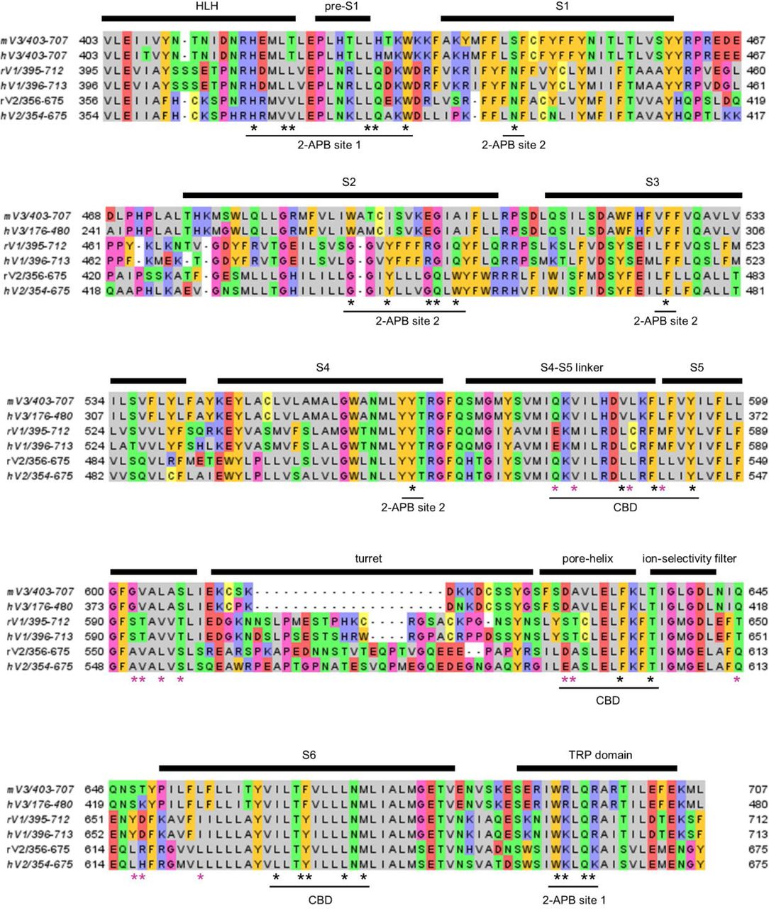 Sequence alignment of rodent and human TRPV1-3 orthologues.Primary sequence alignment encompassing the pre-S1 helix-loop-helix motif to the TRP helix in rat TRPV2 (rV2), human TRPV2 (hV2), rat and human TRPV1 (rV1 and hV1), and mouse and human TRPV3 (mV3 and hV3). Residues with distinct physical-chemical properties are shown in different colors. All side chains depicted in Figure 5 are highlighted with asterisks, with purple asterisks denoting side chains that are similar between rTRPV2 and mTRPV3 channels and distinct in rTRPV1 – these positions in purple were mutated in rTRPV1 channel constructs in Figure 7.