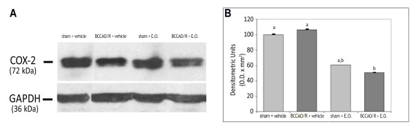 (A)Western blot analysis of COX-2 in the frontal cortex of rats submitted to sham operation and to BCCAO/R, pre-treated either with the vehicle alone or with the E.O. (B) Relative levels of COX-2 expression with densitometric analysis of the gray levels expressed as a percentage of the optical density (O.D.) ratio of the COX-2-positive bands to the GAPDH-positive ones. Error bars depict standard deviation. Different letters denote significant differences (p < 0.05).