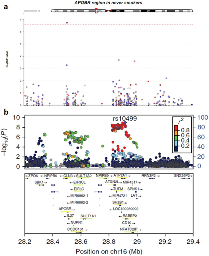 Regional plot for EWAS results in participants who never smoked cigarettes (a) and GWAS results (b) for lifetime cannabis use around the genes APOBR/CLN3.The x-axis shows the genomic position in base pair (bp) in hg19, while the y-axis shows the significance of associations (−log10 p-values). a Each dot is a CpG probe, and the red dotted line indicates the epigenome-wide significance at FDR < 0.05. b Each dot is a SNP site, and the colors show different levels of LD in r2. The box in the bottom includes the genes within the genomic region, and genes underlined in yellow were significant in the gene-based test while those underlined in green were identified in the S-PrediXcan analysis [45].