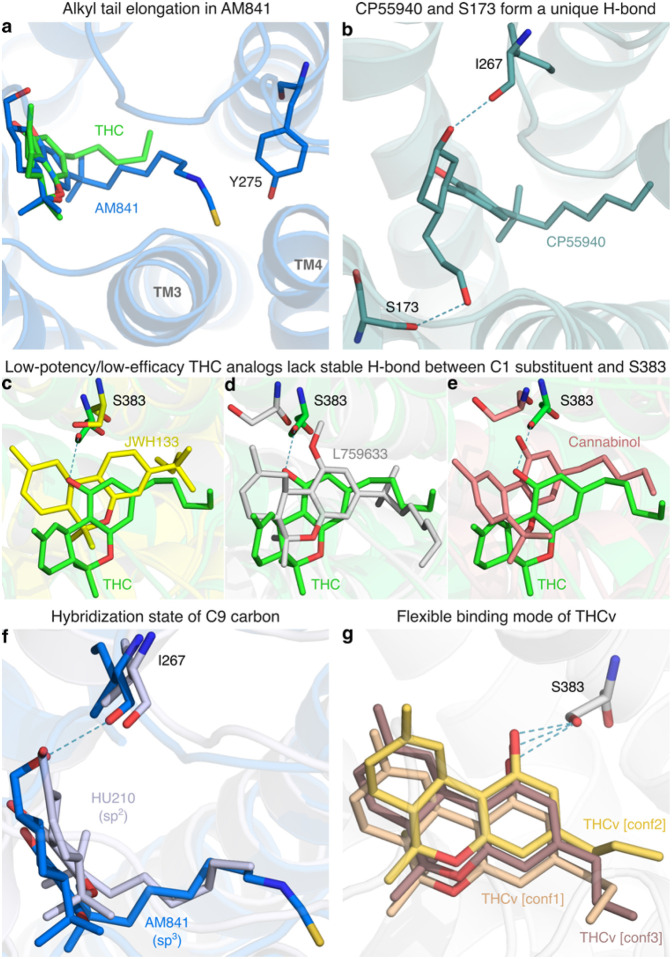 Structural determinants of ligand activity observed in MD simulations.Visual representations of ligand-receptor interactions from MD simulations that are key determinants of their structure-activity relationship. a, Conformation of the elongated alkyl tail of AM841 in comparison with THC. b, Binding mode of CP55940 depicting the unique hydrogen bond interaction between the 6a hydroxypropyl and the sidechain of S1732×60. c-e, Binding modes of low-potency/low-efficacy THC analogs (JWH133, L759633 and Cannabinol, respectively) in comparison with THC. f, Conformational differences in THC analogs having different hybridization states at C9 carbon of the C-ring; HU210 (sp2) and AM841 (sp3) are shown as representative analogs. g, Superposition of THCv conformations indicating binding flexibility.