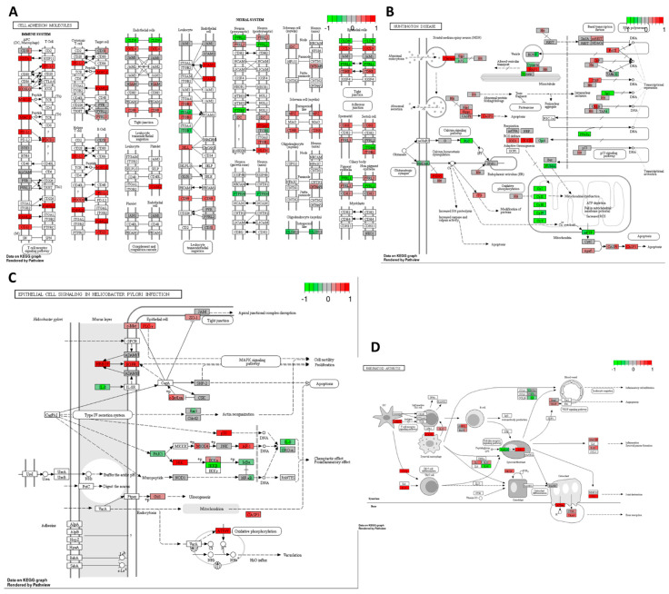 Gene expression changes in GO terms: (A) cell adhesion molecules, (B) Huntington’s disease, (C) epithelial cell signalling in Helicobacter pylori infection, and (D) rheumatoid arthritis pathways in response to cisplatin 10 μM compared to DMSO control in the HT–29 CRC cell line. The genes are coloured according to the difference in expression level between treatment and control for each sample. Red colour shows upregulation and green downregulation relative to the treatment group. Data based on GAGE unidirectional analysis.