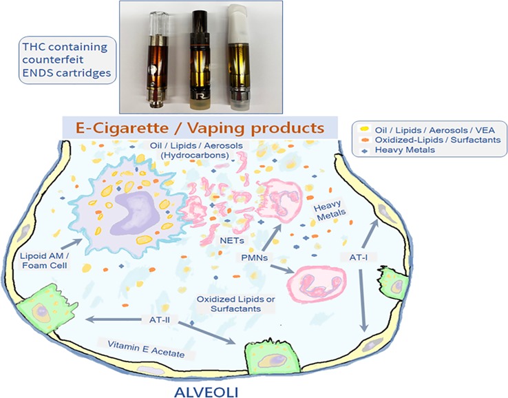 Interaction of ENDS use or vaping generated aerosols/lipids with the airway innate immune cells. The inhaled vapors/aerosols from ENDS use that consists of the hydrocarbons like oil and lipids, vitamin E acetate (VEA) and heavy metals end up in the alveolar regions where active efferocytosis of these aerosolized constituents leads to accumulation of lipid-laden AMs (Lipoid AMs or Foam cells) and the NET-release from the PMNs. The oxidative damage also the leads to the aggregation of oxidative derivatives of the cellular lipids and the surfactants. The AT-II cells secrete inflammatory factors and lung surfactants in the ELF, AMs, alveolar macrophages; AT-1, Alveolar type-1 cells; AT-2, Alveolar type-2 cells; PMNs, polymorphonuclear cells; NETs, neutrophil extracellular traps.