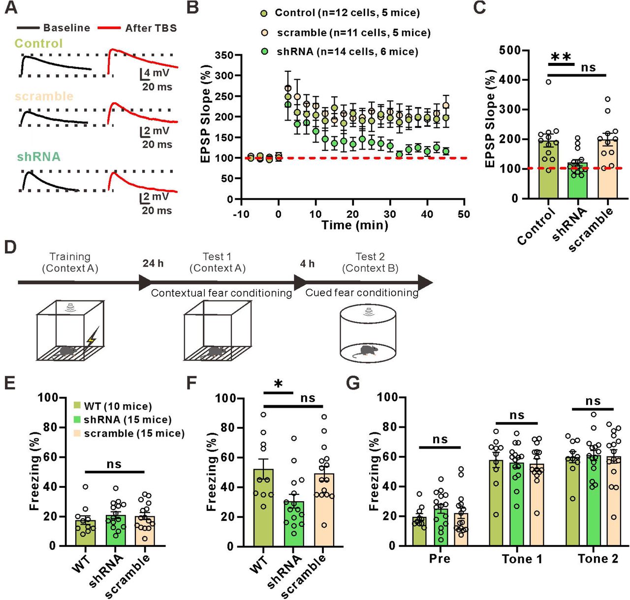 Knockdown of γCaMKII in interneurons has no effect on sEPSCs, excitability or the PPR.(A) Relationship of injected current to number of APs in postulated interneurons expressing scramble shRNA and γCaMKII shRNA interneurons. Inset: traces of membrane responses to current injection.(B) The number of APs at up state membrane potential (Vm) values (Control: 15.95±1.904, n=10 slices from 4 mice; scramble shRNA: 15.00±1.430, n=10 slices from 4 mice; γCaMKII shRNA: 14.90±1.410, n=10 slice from 5 mice; p=0.4986, F(2, 27)=0.4756, ANOVA with Dunnett’s comparison).(C) Interneuron resting membrane potentials (Control: -66.03±0.8127, n=10 slices from 4 mice; scramble shRNA: -64.44±1.398, n=10 slices from 4 mice; γCaMKII shRNA: -67.23±0.9803, n=10 slice from 5 mice; p=0.2128, F(2, 27)=1.639, ANOVA with Dunnett’s comparison).(D) Left: example traces of sEPSCs measured in the stratum radiatum of hippocampal postulated interneurons of WT mice; Right: example traces of sEPSCs measured in the stratum radiatum of hippocampal EGFP+ interneurons of AAV-mDLx-shRNA γCaMKII-expressing mice.(E, F) Cumulative distribution plots and summary of sEPSC amplitude and frequency in postulated interneurons expressing scramble shRNA and γCaMKII shRNA interneurons (Frequency: 11.62±2.328 Hz of control, n=6 slices from 3 mice, 11.69±2.462 Hz of scramble shRNA, n=8 slices from 4 mice, 11.12±2.015 Hz of γCaMKII shRNA, n=8 slices from 4 mice, p=0.9805, F(2, 19)=0.01969, ANOVA with Dunnett’s comparison; Amplitude: 15.23±1.846 pA of control, n=6 slices from 3 mice, 14.57±1.382 of scramble shRNA, n=8 slices from 4 mice,16.23±1.821 of γCaMKII shRNA, n=8 slices from 4 mice, p=0.8459, F(2, 19)=0.1688, ANOVA with Dunnett’s comparison).(G) Example paired-pulse traces measured in postulated interneurons of WT mice and EGFP+ interneurons of AAV-mDLx-shRNA γCaMKII-expressing mice.(H) Summary of the paired-pulse ratio (Control: 1.679±0.1190 n=9 slices from 3 mice; scramble shRNA: 1.688±0.1405, n=7 slices from 3 mice; γCaMKII shRNA: 1.622±0.1477, n=7 slice from 3 mice; p=0.9361, F(2, 20)=0.06628, ANOVA with Dunnett’s comparison).