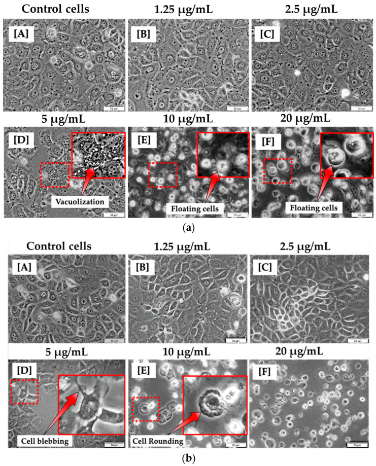 Morphological analysis of MCF-7 cells 12 h (a) and 24 h (b) post treatment with varying concentrations of CBD (A–F). No morphological changes were observed in MCF-7 cells treated with 1.25 and 2.5 μg/mL (B,C). However, morphological changes were observed in MCF-7 cells treated with 5, 10, and 20 μg/mL of CBD (D–F) when compared to control cells (A). (100× magnification and scale bar: 50 μm).