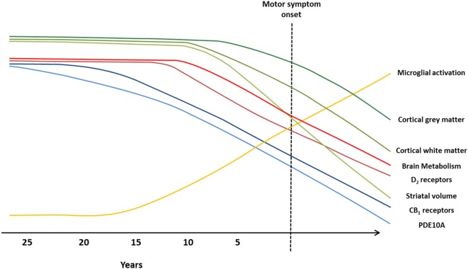 Imaging biomarkers to track Huntington’s disease (HD) pathology from premanifest to symptomatic disease stages. Graphical illustration of current biomarkers which have been assessed to track HD progression, from premanifest to symptomatic stages, using magnetic resonance imaging (MRI) and positron emission tomography (PET) molecular imaging techniques. Changes in markers are representative of alterations observed in MRI and PET studies, and the predicted progression over the disease course. Green lines represent MRI markers (99): loss of cortical gray matter (top, dark green), cortical white matter (middle, green), and striatal volume (bottom, light green). Blue, red, and yellow lines represent PET markers; decline in brain metabolism (top, bright red), dopamine type 2 (D2) receptors (bottom, dark red), cannabinoid type 1 (CB1) receptors (top, dark blue), and phosphodiesterase 10A (PDE10A) (bottom, light blue), and increased microglial activation (yellow).