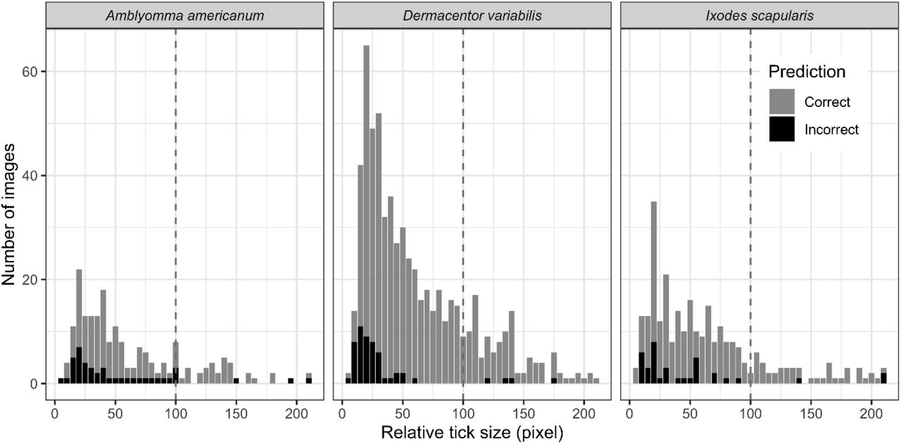 Distribution of the relative tick size (RTS) of the user-generated test set.Color represents correct (grey) and incorrect (black) prediction by TickIDNet. The total number of ticks identified was 1,094: 194 A. americanum, 625 D. variabilis and 275 I. scapularis.
