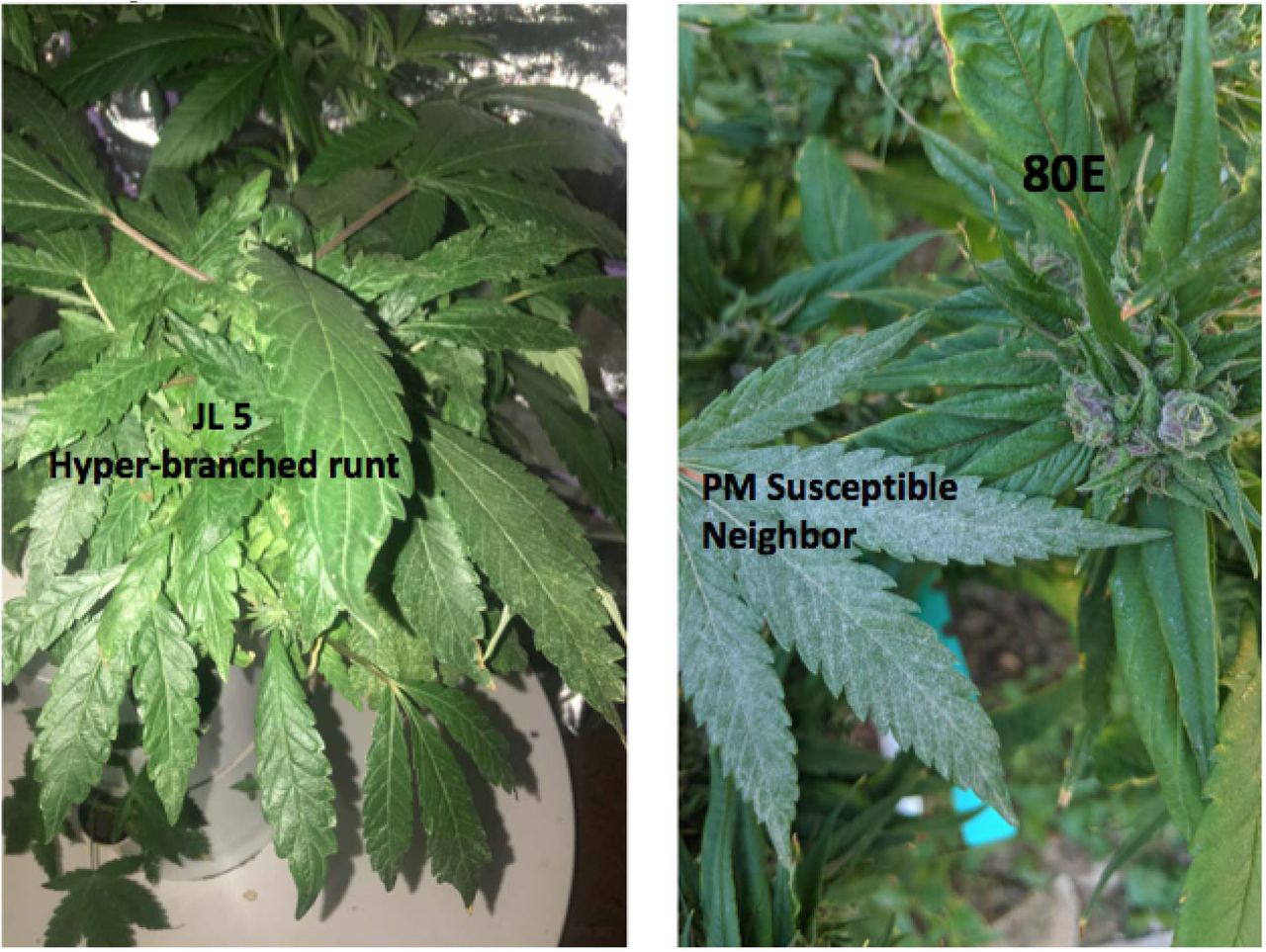 Samples JL5 (F1 Trio offspring sequenced with Pacific Biosciences) and 80E samples have the most discordant coverage variation and exhibit extreme phenotypes. JL5 (left) was termed a “runt” and exhibited signs of dwarfism, stunted growth, hyper-branching and short internodal spacing, despite being grown in the same hydroponic growth chamber as other siblings. 80E (right) samples were reported to be very resistant to powdery mildew and expressed unique non-serrated leaf structures. 80E can be seen on the right side of the right image with a neighboring powdery mildew infected plant.