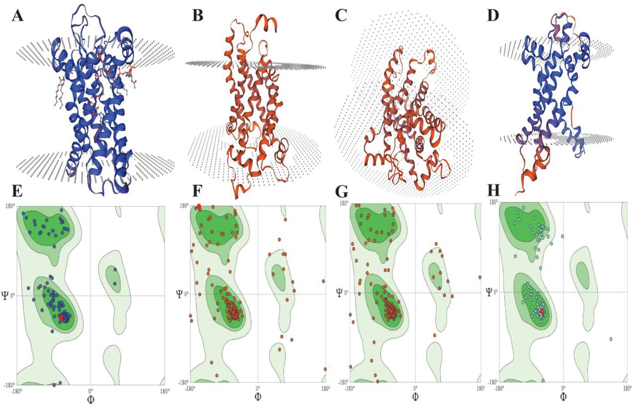 Predicted structures of human uncoupling proteins predicted by using SWISS-MODEL, 2A, represented 3D structure of UCP 1; 2B, 3D structure of UCP 2; 2C, 3D structure of UCP 3; and 2D, 3D structure of UCP 4; 2E, Structural assessment of UCP 1 using Ramachandran plots of UCP 1; 2F, Ramachandran plots of UCP 2; 2G, Ramachandran plots of UCP 3; 2F, Ramachandran plots of UCP 4