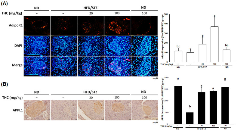 Upregulation of AdipoR1 and APPL1 in pancreatic islets by THC in HFD/STZ treated mice. (A) Immunofluorescence staining of AdipoR1 (red) and DAPI (blue) in pancreas sections. (B) APPL1 expression was detected in pancreas sections by immunohistochemical analysis. Quantification of AdipoR1 and APPL1 was performed by ImageJ. Data are expressed as mean ± SEM (n = 5–6). Statistical differences (p < 0.05) between groups were evaluated by one-way ANOVA with Tukey’s post-hoc test and were labeled as different letters (a, b, and c).